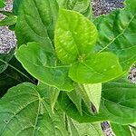 Thunbergia battiscombei Leaf