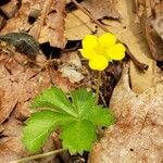 Potentilla canadensis Flor