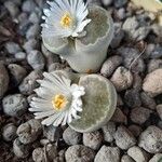 Lithops marmorata花