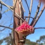 Eucalyptus caesia Flower