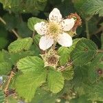 Rubus fruticosus花