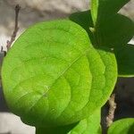 Banisteriopsis muricata Leaf