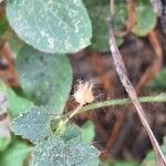 Sida cordata Fruct