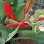Billbergia pyramidalis Flower