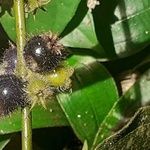 Miconia dependens Fruit