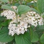 Viburnum lantana 花