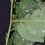 Witheringia coccoloboides その他の提案