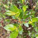 Salix phylicifolia Blatt