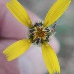Ranunculus cortusifolius Virág