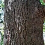 Quercus cerris Corteza