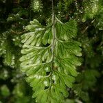 Hymenophyllum tunbrigense Yaprak