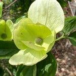 Cornus florida Flor