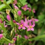 Centaurium pulchellum Кветка