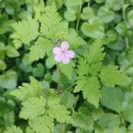 Geranium robertianumLorea