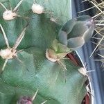 Gymnocalycium anisitsii Flor