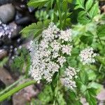 Oenanthe sarmentosa Flower