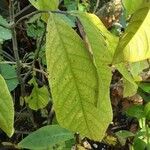 Asimina triloba 叶