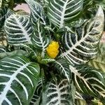 Aphelandra squarrosa برگ