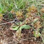 Androsace maxima Fula