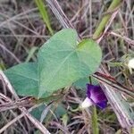 Ipomoea purpurea葉