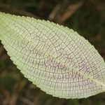 Strobilanthes hamiltonianus Leaf