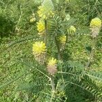 Astragalus alopecurus Blatt