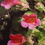 Lophospermum erubescens 花