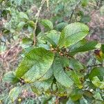 Salix aurita List