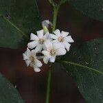 Tricalysia longituba Flor