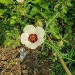 Hibiscus trionum പുഷ്പം