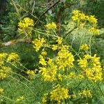 Sisymbrium strictissimum Blomst