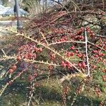 Cotoneaster horizontalis Gyümölcs