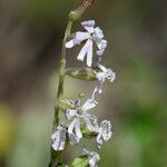 Silene nocturna Kvet