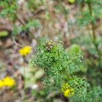 Scrophularia lucida Flower
