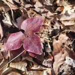 Hepatica nobilisLeht