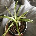 Chlorophytum comosumFolha