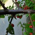Prunus tomentosa Lubje
