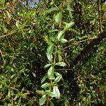 Pyracantha angustifolia Deilen