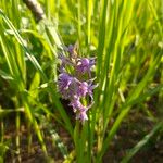Dactylorhiza majalis Fula
