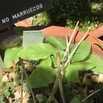 Hyacinthoides mauritanica