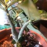 Adenium multiflorum Лист