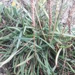 Plantago crassifolia Hoja