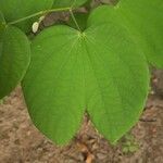 Bauhinia acuminata Blatt