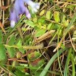 Polygala calcarea 叶