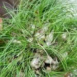 Equisetum scirpoides 葉