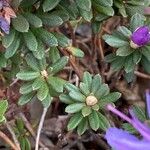 Rhododendron impeditum Frunză