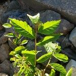 Ulmus americana Lapas