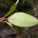 Rhododendron yunnanense Foglia