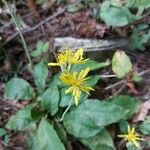 Hieracium racemosum Blüte