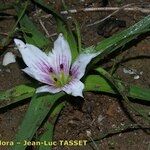 Androcymbium europaeum Flor